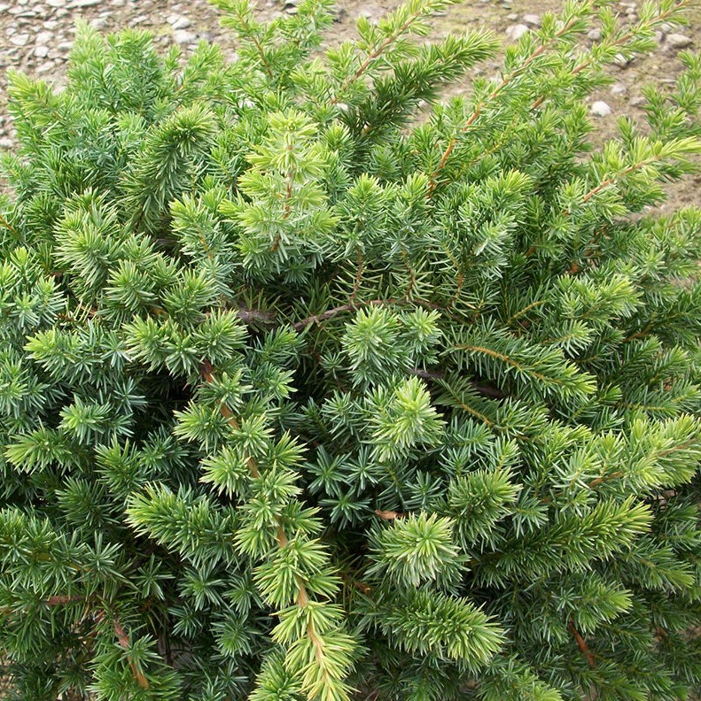 Можжевельник прибрежный Блю Пасифик